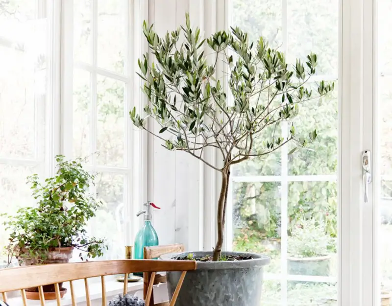 comment entretenir un olivier en pot dans un appartement