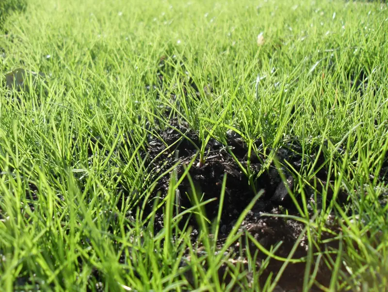 comment faire pour avoir une belle pelouse trou dans la pelouse
