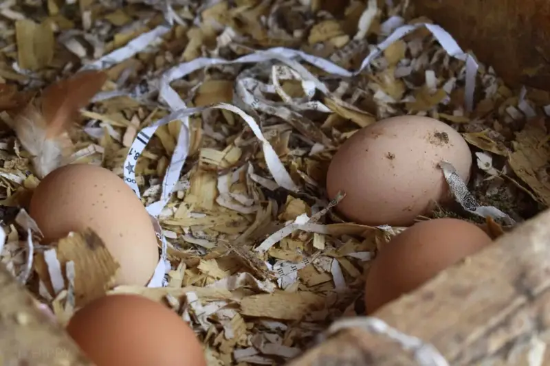 comment nettoyer des œufs de poules sales quelques oeufs sales dans le nichoir