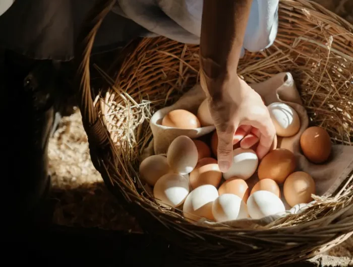 comment nettoyer les coquilles d œufs ramasser les oeufs dans un panier