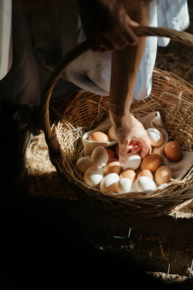 como limpiar las cascaras recogiendo huevos en una cesta