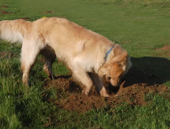 comment refaire tout son gazon un chien qui creuse un trou