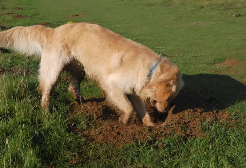 comment refaire tout son gazon un chien qui creuse un trou