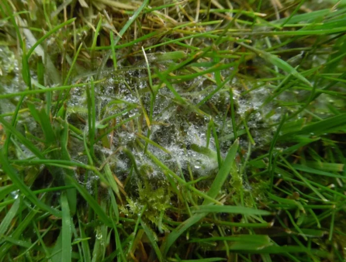comment se débarrasser des champignons sur le gazon maladie pelouse tache