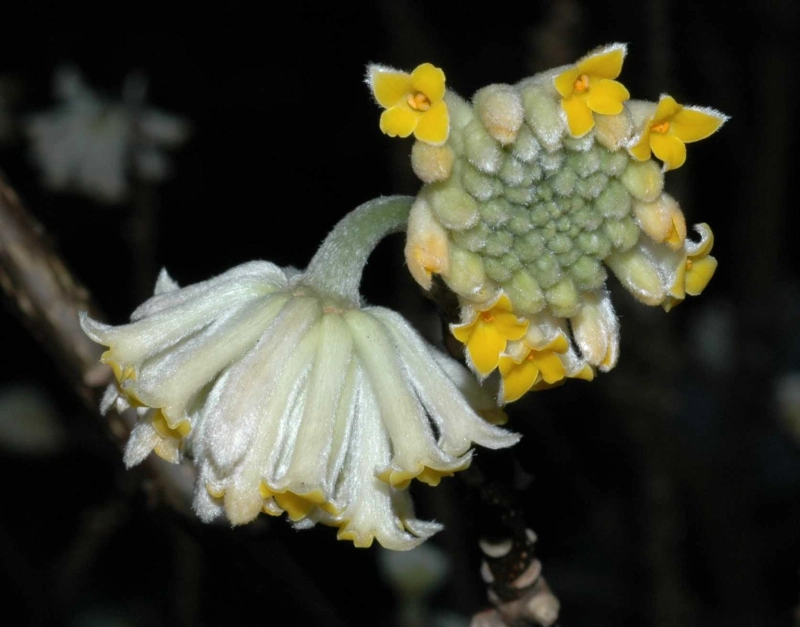 edgeworthia chrysantha fleur jaune