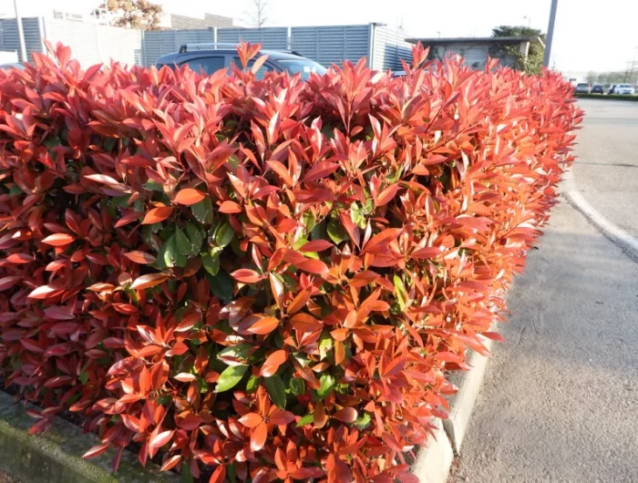 photinia angle maison arbuste feuillage rouge