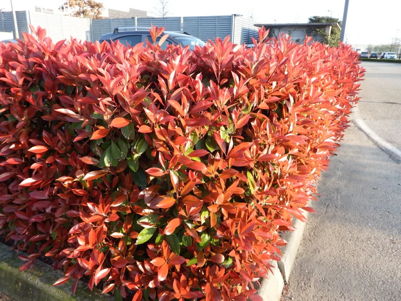 photinia angle maison arbuste feuillage rouge