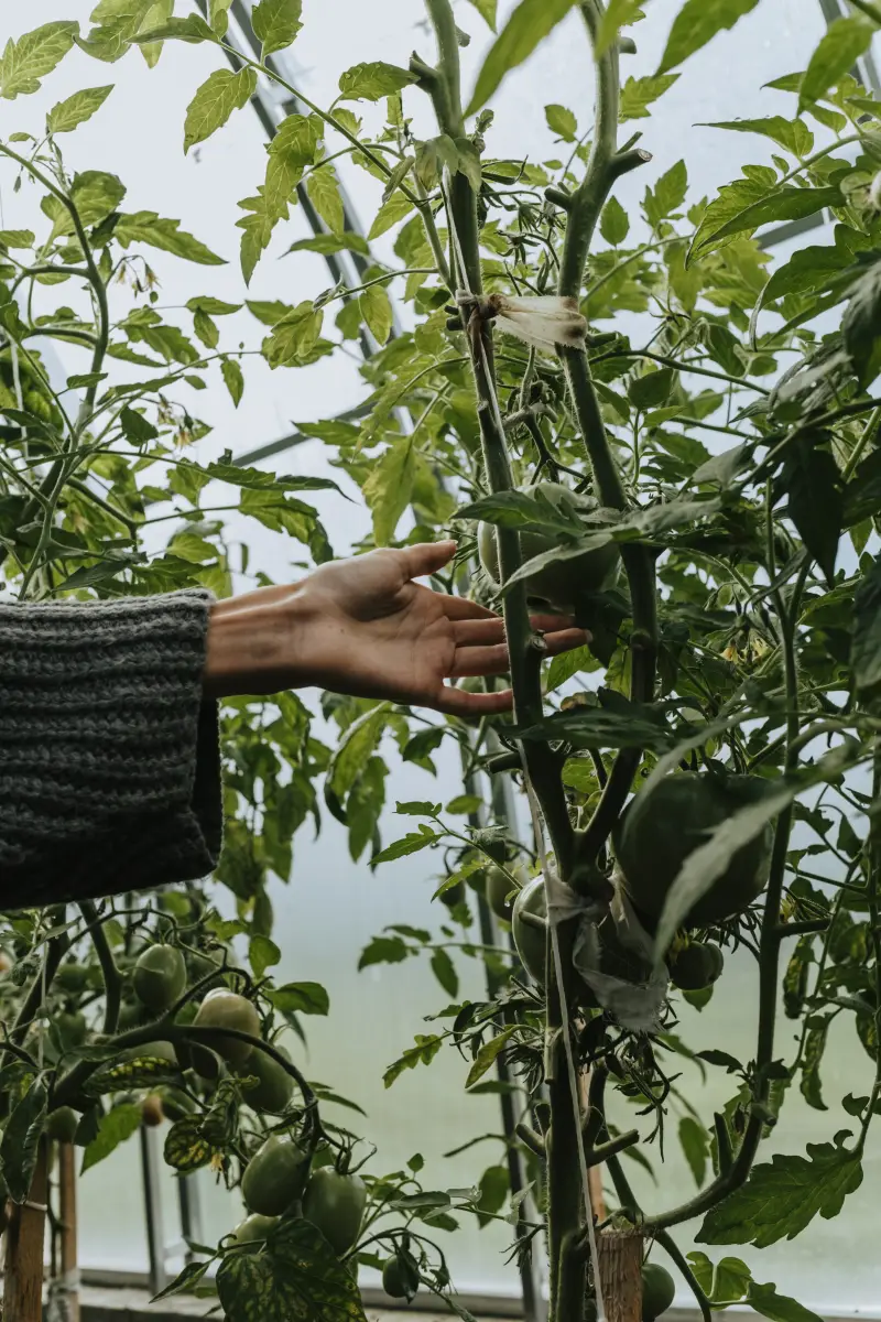 pourquoi il ne faut pas tailler les tomates