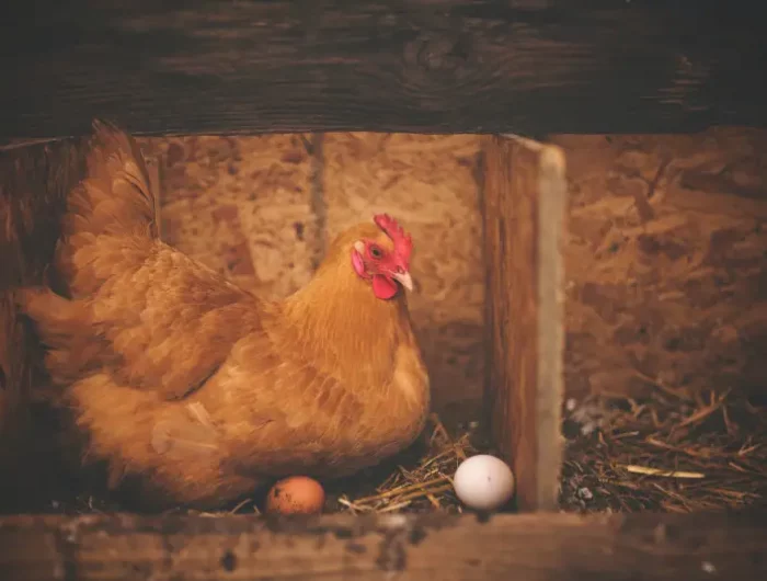 pourquoi les œufs de poules sont sales une poule dans le nichoir