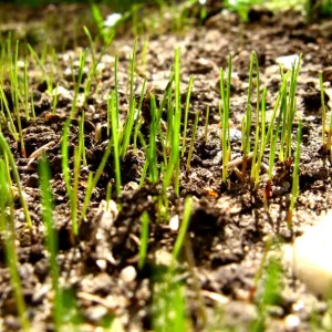 Comment épaissir une pelouse après la première semence en quelques étapes ?