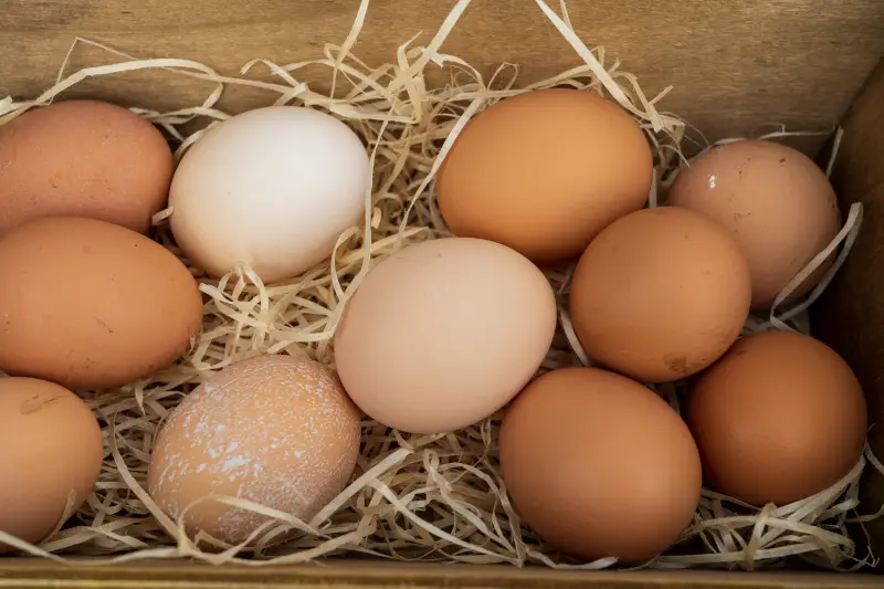 pourquoi ne faut il pas mettre les œufs dans la porte du frigo