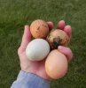 pourquoi ne pas laver les œufs quatres oeufs dans une main