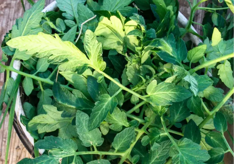 pourquoi ne pas mouiller les feuilles des tomates un bol de feuilles de tomates