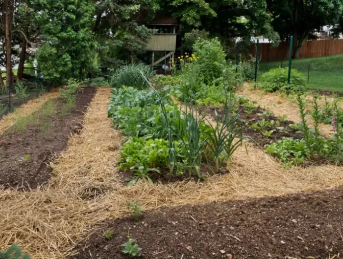 quand commencer un jardin en permaculture un jardin couvert de paille