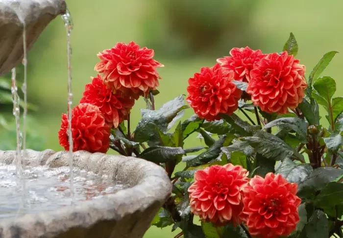 quand est ce que les dahlias fleurissent fleurs rouges de dahlias