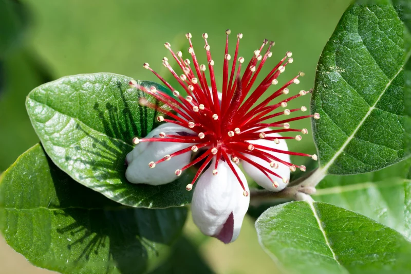 quel arbuste pousse plus vite pour faire une haie splendide feijoa fleur rouge feuilles vertes