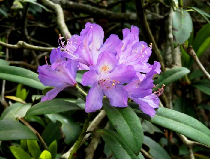 quel est l arbuste persistant qui pousse le plus vite rhododendron ponticum fleurs mauves