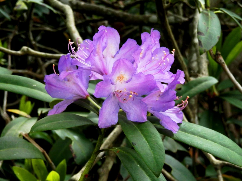 quel est l arbuste persistant qui pousse le plus vite rhododendron ponticum fleurs mauves