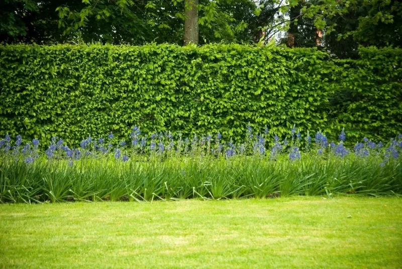 ¿Cuál es el mejor arbusto para hacer flores de árbol de hierba de cobertura verde?