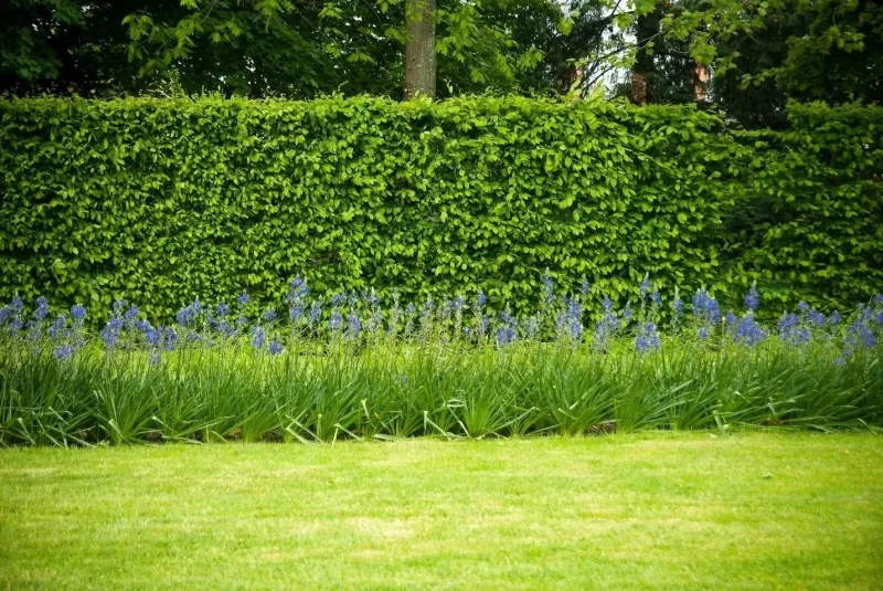 quel est le meilleur arbuste pour faire une haie haie verte gazon arbre fleurs