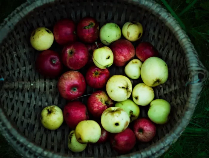 quel est le meilleur temps pour cueillir des pommes