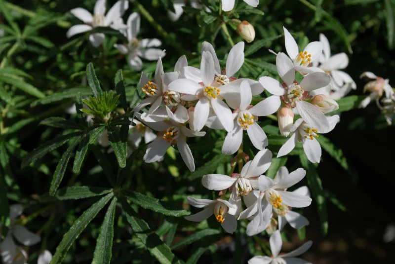 ¿Cuál es la distancia correcta entre dos arbustos ornager mexicanos con flores blancas?