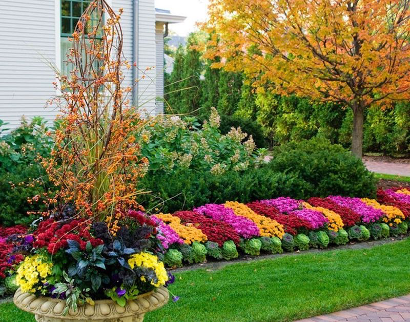what perennials to plant today flower in front of a house