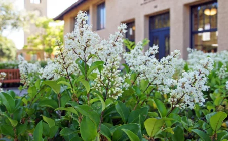 quels sont les arbustes à croissance rapide fleurs blanche troene maison feuilles vertes
