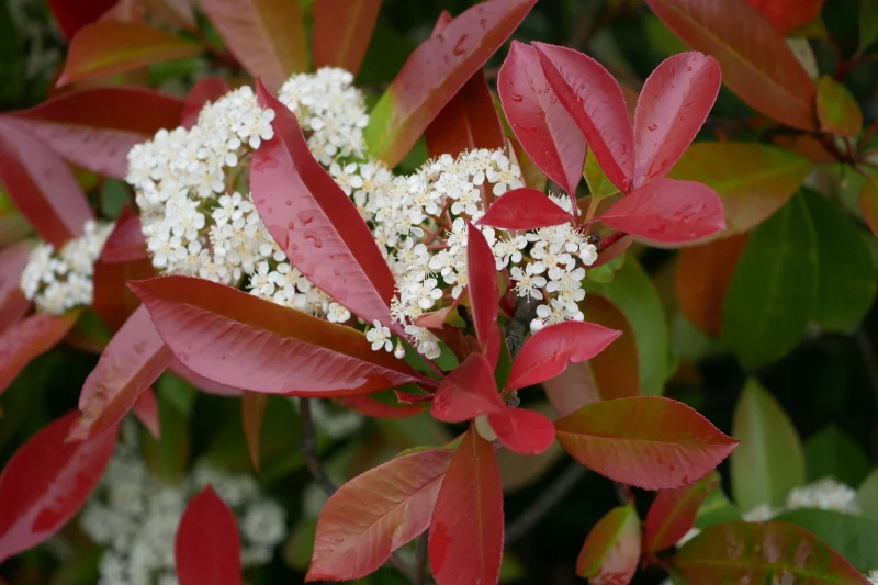 quels sont les arbustes qui ne perdent pas leurs feuilles en hiver photinia feuille rouge