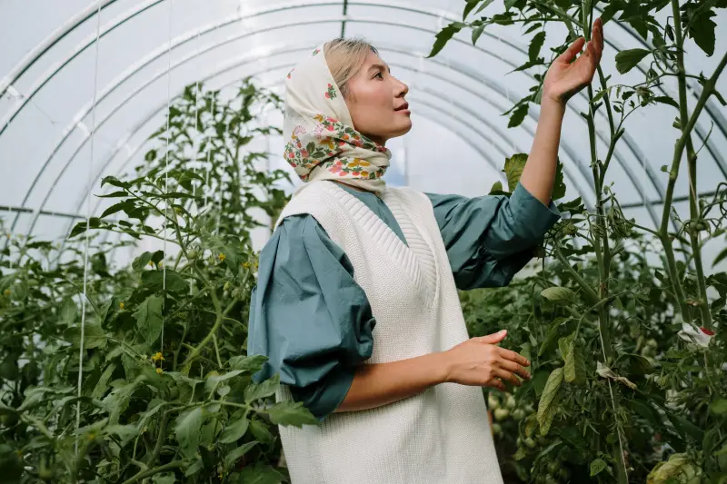 qui peut manger les feuilles de tomates une femme qui recolte les tomates