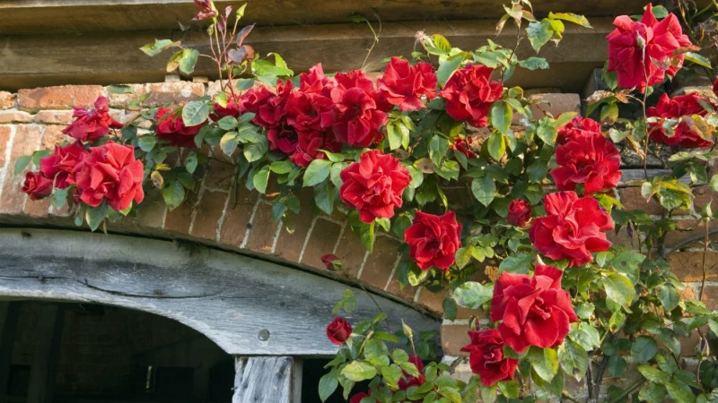 rambling rosie roses rouges maison briques bois