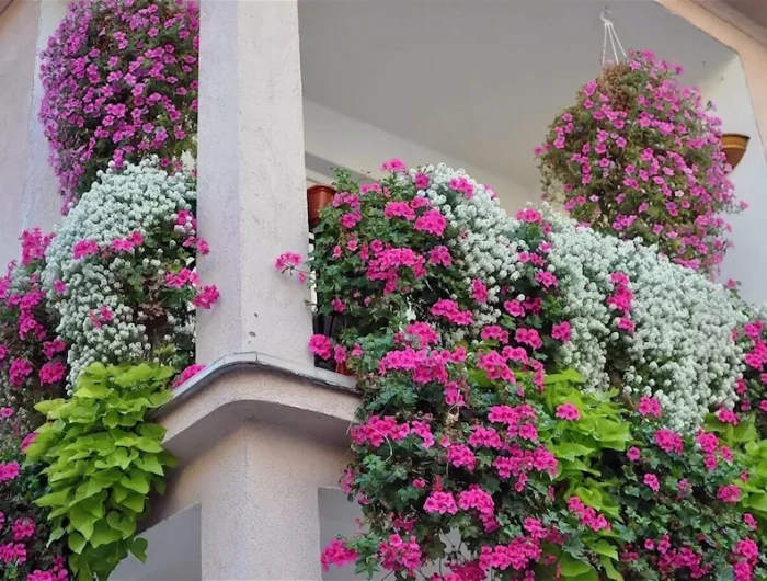 recette de grand mère pour avoir de beaux géraniums en automne astuces pour les faire fleurir geraniums roses sur un balcon