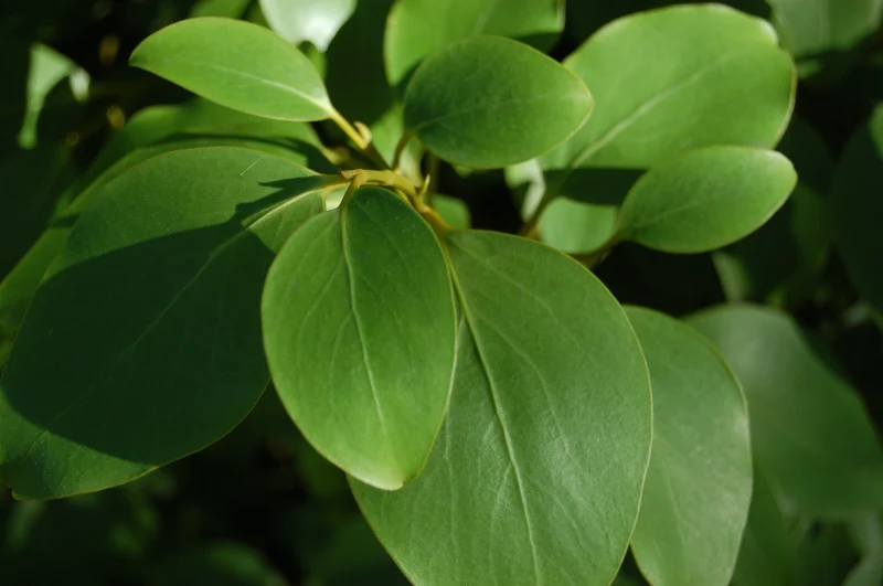 un arbuste avec des fleurs inoubliables et unique griselinia feuillage peristant arbuste croissance rapide haie