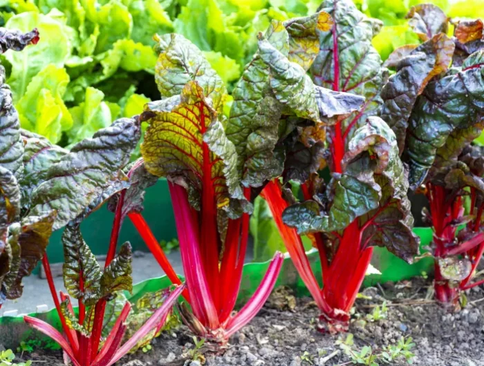 a quelle distance plantes les plants de rhubarbe