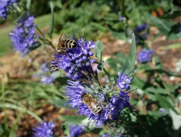 abeille arbuste a fleur idee massif de jardin avec plantes
