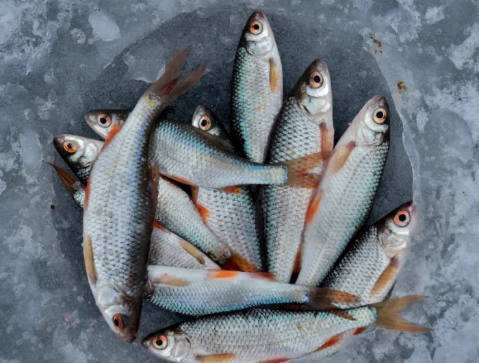 aliments a ne jamais congeler du poisson congeles