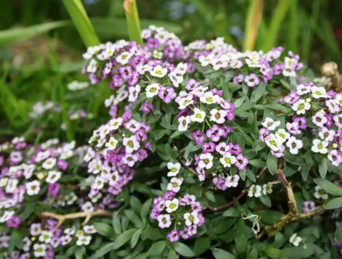 alyssum petite fleur blanche violet plante de jardin