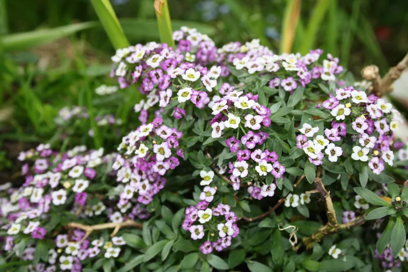alyssum petite fleur blanche violet plante de jardin