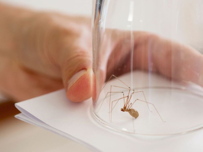 araignée insecte idée que est ce qui attire les araignées dans la maison