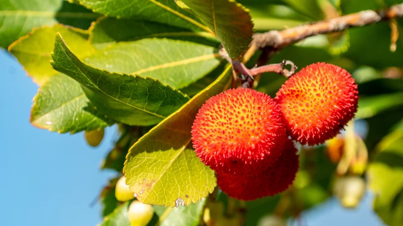 arbosier fruit rouge et orange arbre