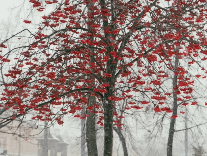 arbre feuilles rouges hiver