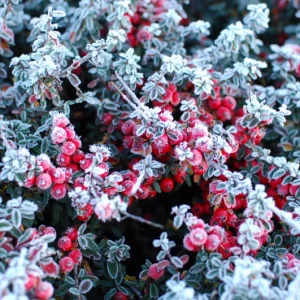 Quel arbuste à floraison hivernale parfumée il faut choisir pour embellir le jardin ? Le top 7