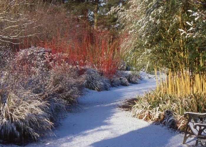 arbuste a floraison hivernal parfumee jardin hiver