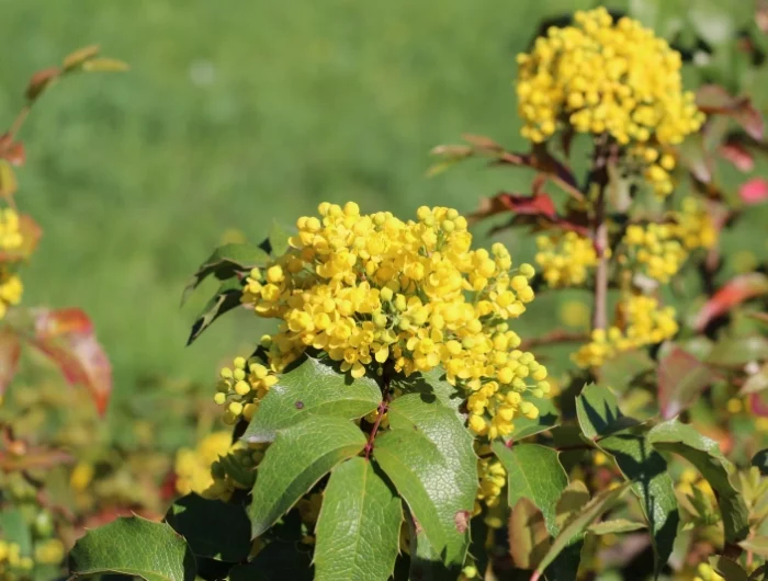 arbuste fleuri fleurs jaunes feuilles vertes