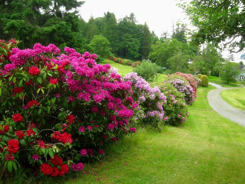 arbuste fleus brise vue haie jardin pelouse verte fleurs violettes