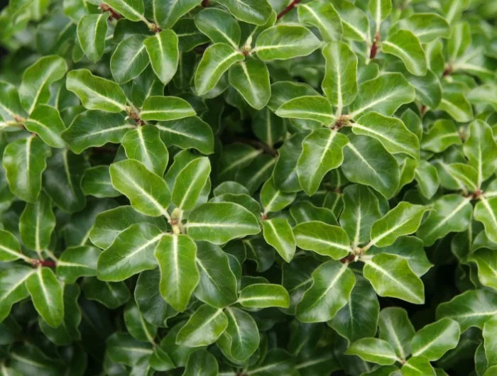 arbuste persitant avec pousse rapide pittosporum tenuifolium feuilles vertes arbuste