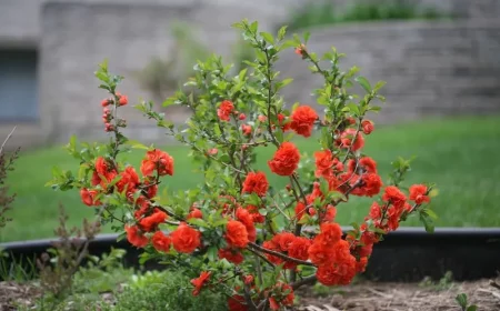 arracher un vieux rosier cassé pour bien réussir à le replanter rosier cocq de roche