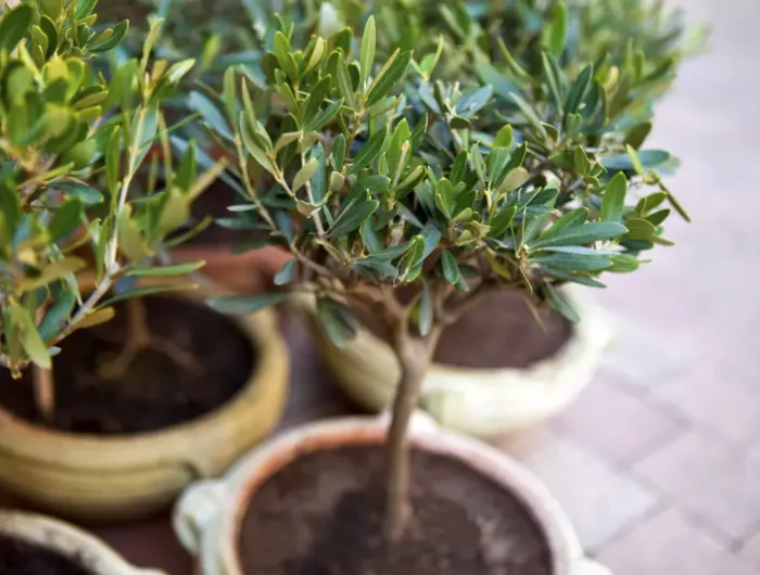 arrosage olivier en pot trois petits pots d olivier