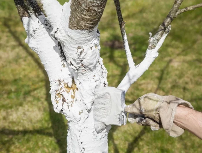 assainir les arbres avec blanc pour arbre comment chauler un arbre