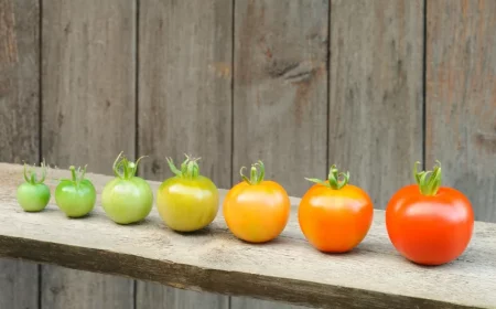 astuces et conseils pour faire murir les tomates vertes